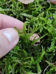 Eurhynchium angustirete