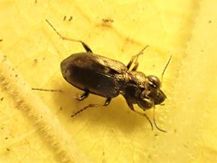 Notiophilus biguttatus