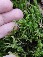 Eurhynchium angustirete