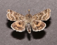 Schinia angulilinea