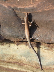 Cryptoblepharus ustulatus