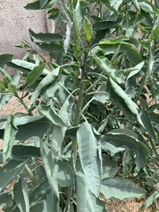 Nicotiana glauca