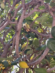 Apis mellifera