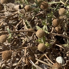 Sphaeranthus peduncularis