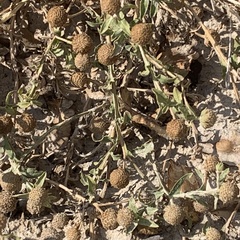 Sphaeranthus peduncularis