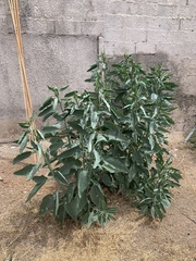 Nicotiana glauca