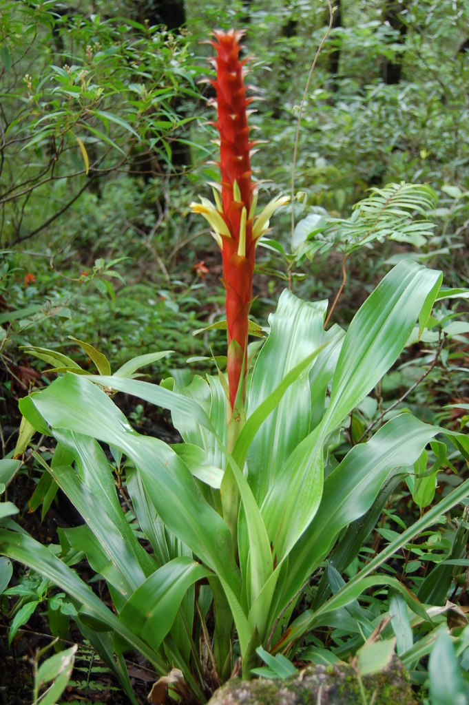 Pitcairnia imbricata (Plantas de los Los Tuxtlas, Veracruz) · iNaturalist