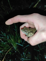 Rana macrocnemis