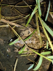Rana macrocnemis