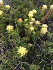 Castilleja wightii