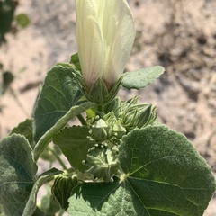 Pavonia senegalensis