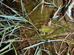 Pelophylax ridibundus