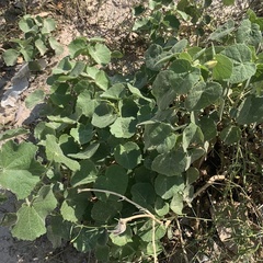 Pavonia senegalensis