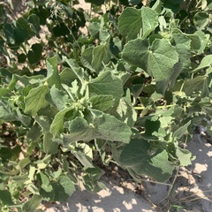Pavonia senegalensis