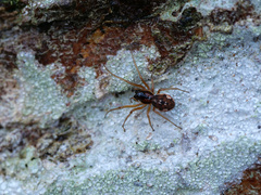 Pachygnatha listeri