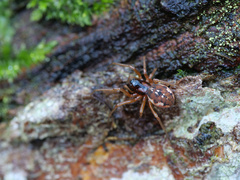 Pachygnatha listeri