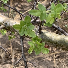 Commiphora angolensis