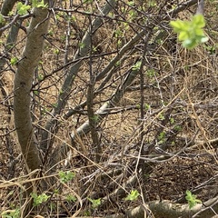 Commiphora angolensis