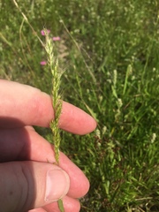 Trisetum interruptum