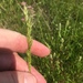 Prairie False Oat - Photo (c) Don Verser, some rights reserved (CC BY-NC), uploaded by Don Verser