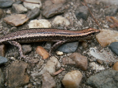 Cryptoblepharus virgatus