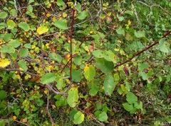 Amelanchier ovalis