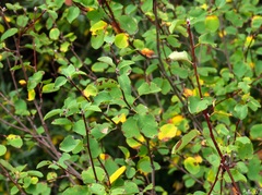 Amelanchier ovalis