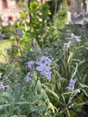 Matthiola incana