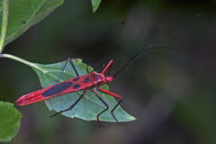 Macrocheraia grandis