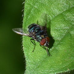 Chrysomya chloropyga