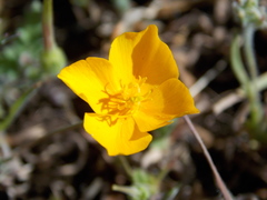 Eschscholzia lobbii