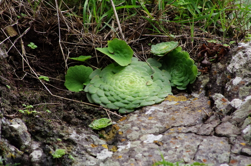 Image of Aeonium tabuliforme by (c) gwynmwilliams, some rights reserved (CC BY)