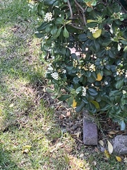 Magnoliopsida