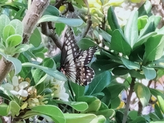 Catasticta nimbice
