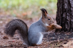 Sciurus vulgaris