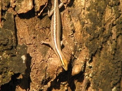 Cryptoblepharus virgatus
