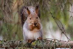 Sciurus vulgaris