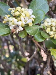 Apis mellifera