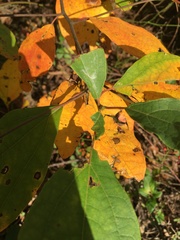 Sassafras albidum