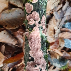 Aleurodiscus wakefieldiae