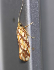 Lactura panopsia