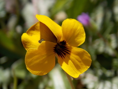 Viola douglasii