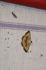 Entomogramma mediocris