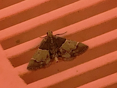 Pyralis pictalis