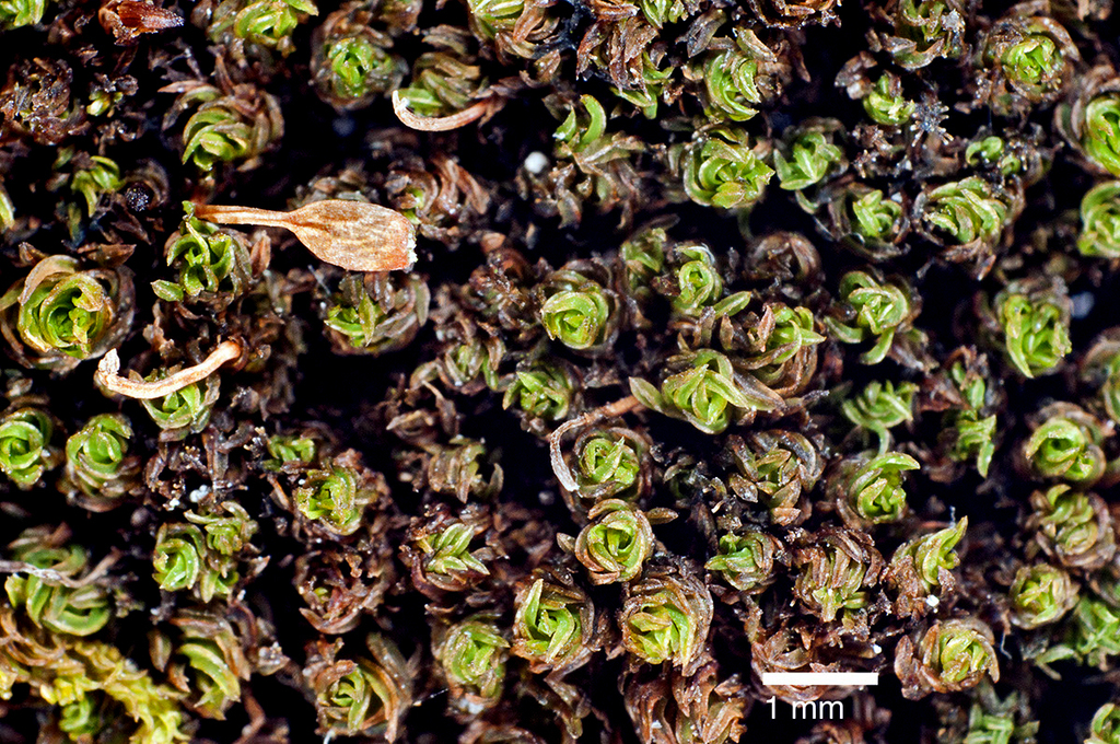 Macromitrium brevicaule