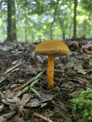 Aureoboletus auriflammeus