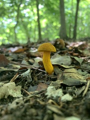 Aureoboletus auriflammeus