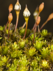 Macromitrium brevicaule