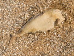 Phocoena phocoena relicta