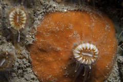 Clathria strepsitoxa